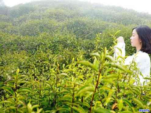 怀化华汉茶叶碣滩茶-怀化华汉茶叶园