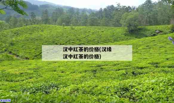 怀化华汉茶叶碣滩茶-怀化华汉茶叶园