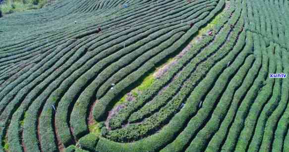 龙王垭茶怎么样，深度解析：龙王垭茶的品质与口感如何？