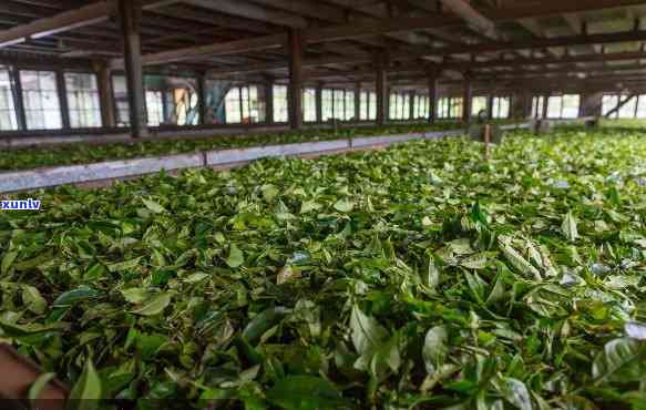 龙王山茶厂，探访龙王山茶厂：揭秘中国传统茶叶的 *** 工艺和历文化