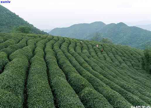 江西的茶叶贡茶是什么，探寻江西之最：哪种茶叶堪称“贡茶”之冠？