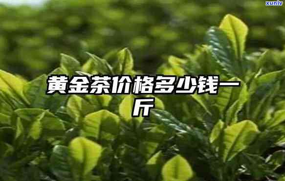 湖南茶叶黄金茶-湖南茶叶黄金茶有哪些