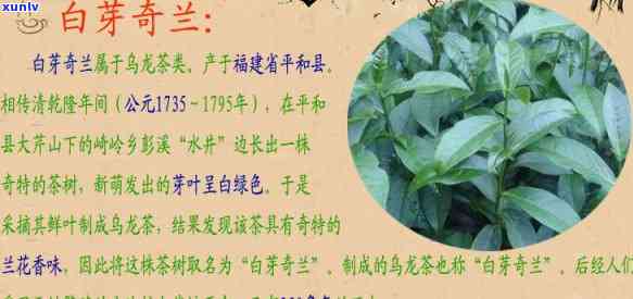 天醇白牙奇兰：三叶茶的完美结合