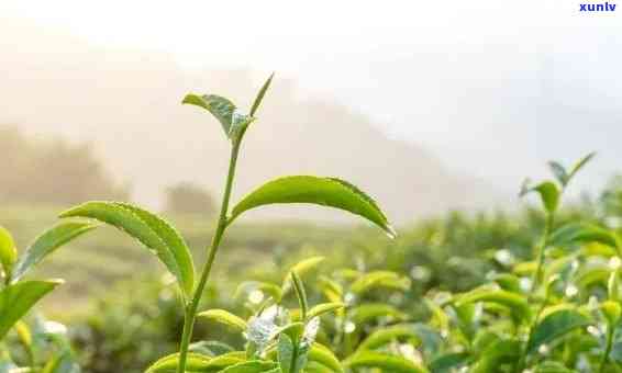 长沙茶叶有哪些-长沙茶叶有哪些大全