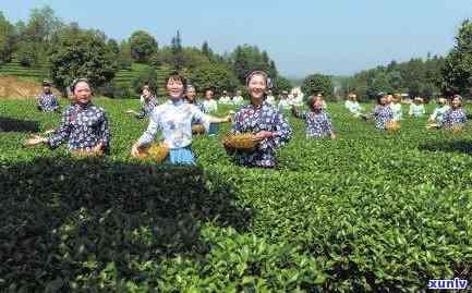 比较小众的茶叶排行榜：前十名推荐与详细介绍