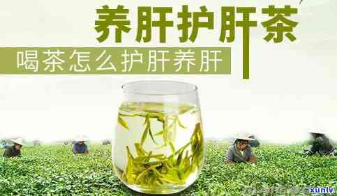 护肝茶叶有哪些-护肝茶叶有哪些好