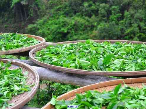 厦门的茶叶大大全，探寻厦门茶叶大：一览茶叶界的佼佼者！