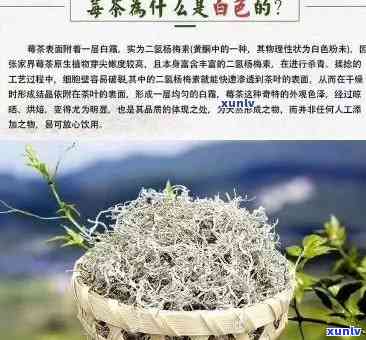 张家界茶叶品种莓茶价格全揭秘：最新报价表与市场行情分析