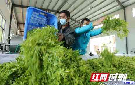 张家界茶叶品种莓茶是绿茶吗，张家界茶叶品种莓茶是不是绿茶？