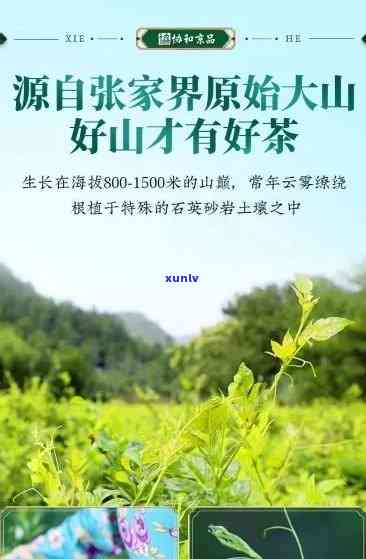 张家界特产茶叶莓茶有什么特点300字作文，揭秘张家界特产——莓茶的独特特点