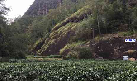 潮汕茶叶有哪些名茶-潮汕十大名茶