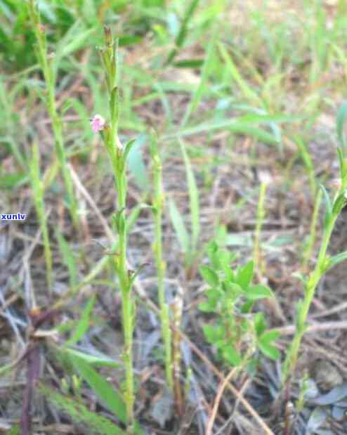 肝炎能喝茶叶吗，肝炎患者能否饮用茶叶？专家解读