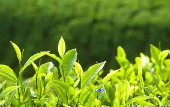 初心茶叶属于哪里茶种，揭秘初心茶叶：属于哪种茶种？