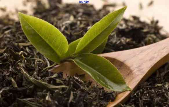 茶叶喝新茶还是老茶比较好，探讨茶叶：新茶与老茶，哪种更好？