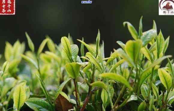 春芽茶叶属于哪种茶-春芽茶叶多少钱一斤