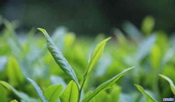 现在的茶叶越来越差-现在的茶叶越来越差了