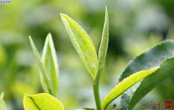 现在的茶叶越来越差-现在的茶叶越来越差了