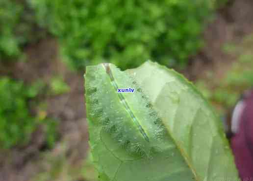 茶叶有小虫子正常吗，茶叶有小虫子正常吗？专家解析常见茶虫及其防治  