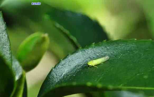 茶叶有小虫子正常吗-茶叶有小虫子正常吗图片