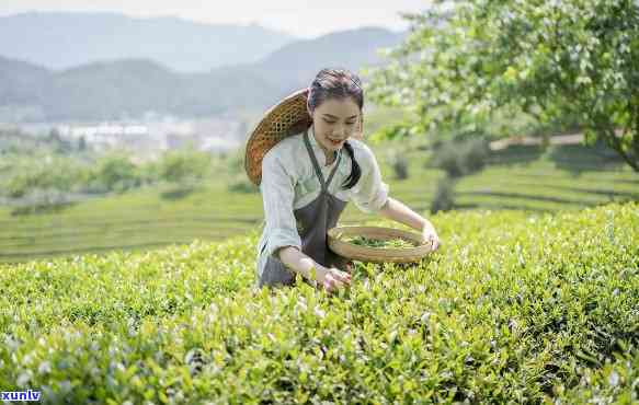 天摘茶叶吗？探讨采茶的适宜性和茶叶品质影响因素