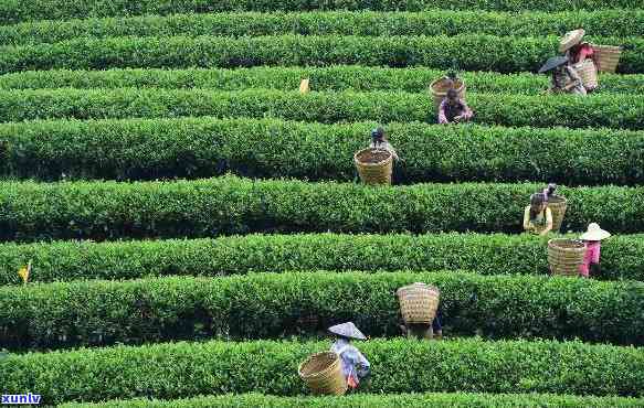 贵州的茶叶有名吗？探究贵州茶叶的知名度与优质品种