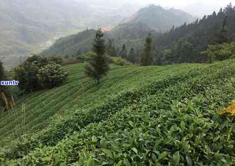 茶叶非物质文化遗产有哪些，探秘茶叶的非物质文化遗产：那些你可能不知道的故事与技艺