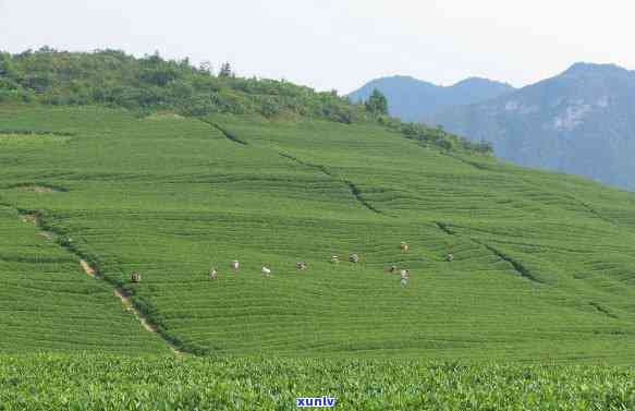 二岁小孩能喝茶叶吗视频，警惕！二岁小孩饮茶可能有害，你不能忽视的真相！