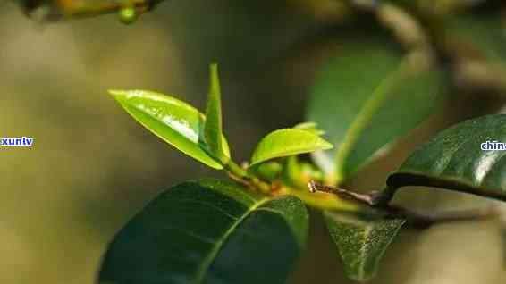 勐海密林野山茶叶厂 *** ，寻找好茶源？勐海密林野山茶叶厂正 *** ！