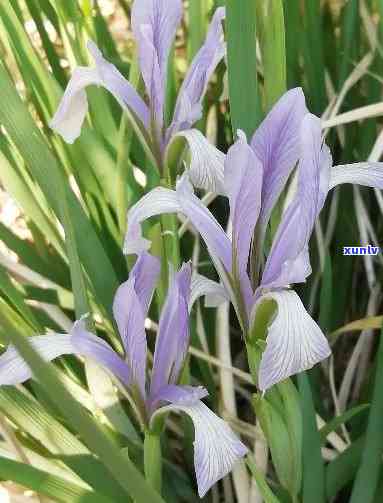 马莲花啥样，「马莲花」的美丽模样：一幅清新自然的画卷