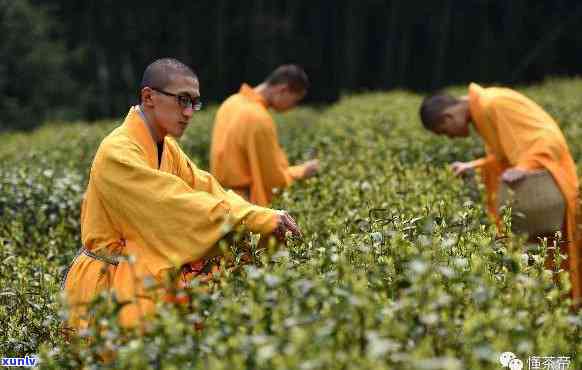 灵隐寺景区的茶叶如何？品尝寺庙茶的体验