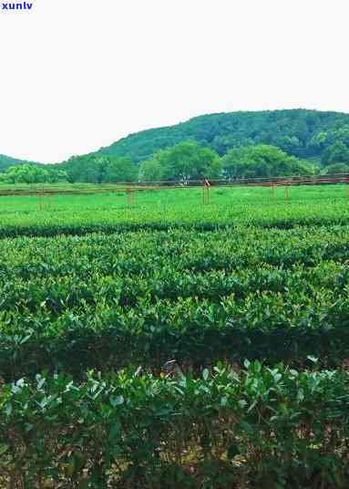 济南七里堡茶叶场地址查询