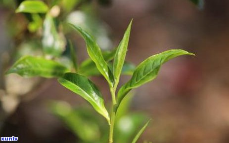 三天的茶叶水能喝吗-三天的茶叶水能喝吗有吗