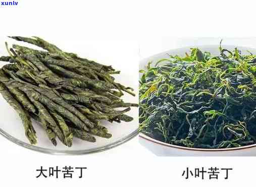 苦丁茶是苦茶吗，探究真相：苦丁茶是否真的又苦又寒？