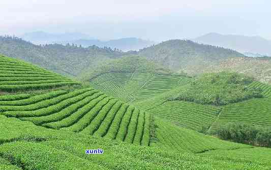 永川区茶叶场地址，永川区茶叶场：探索中国茶文化的宝藏之地