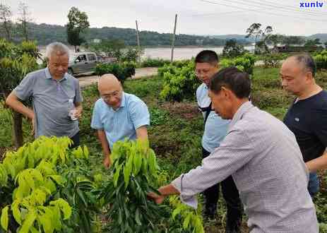 永川茶叶市场在哪里，寻找美味茶叶？永川茶叶市场等你来！