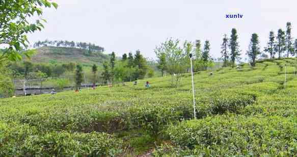 永川区茶叶场-永川区茶叶场在哪里