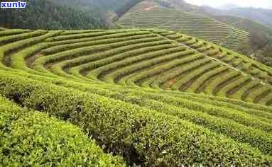 邯郸茶叶场在哪里，寻找美味茶叶？来邯郸茶叶场！