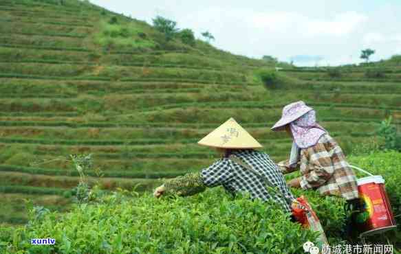 防城港茶叶场在哪里，寻找好茶？防城港茶叶场地址全攻略！