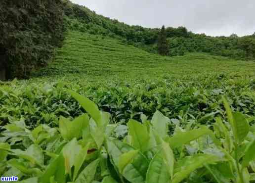 防城港茶叶场在哪里，寻找好茶？防城港茶叶场地址全攻略！