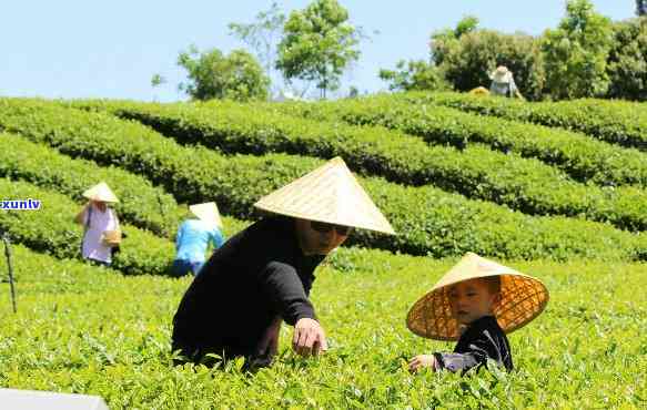 防城港的茶叶：寻找购买地点与市场信息