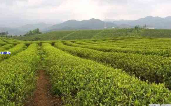 去南环茶叶场-去南环茶叶场坐几路车