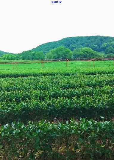 去南环茶叶场-去南环茶叶场坐几路车