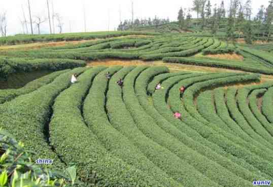 去南环茶叶场-去南环茶叶场坐几路车