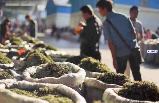 海南更大的茶叶场，揭秘海南茶市：探寻更大茶叶场的魅力与商机