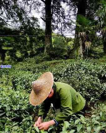 江西更大的茶叶市场-江西更大的茶叶市场在哪里