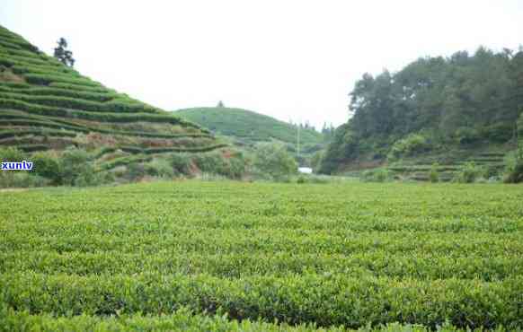 三河场茶叶场-三河场茶叶场地址