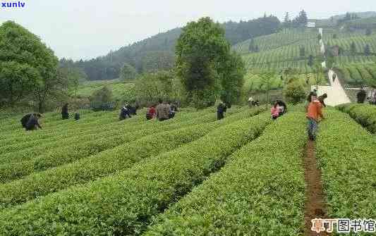 重庆有几个茶叶场，探索重庆：揭秘茶叶场的数量