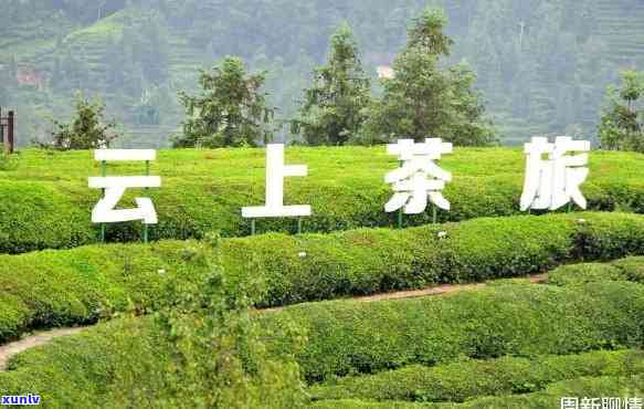 重庆有几个茶叶场，探索重庆：揭秘茶叶场的数量