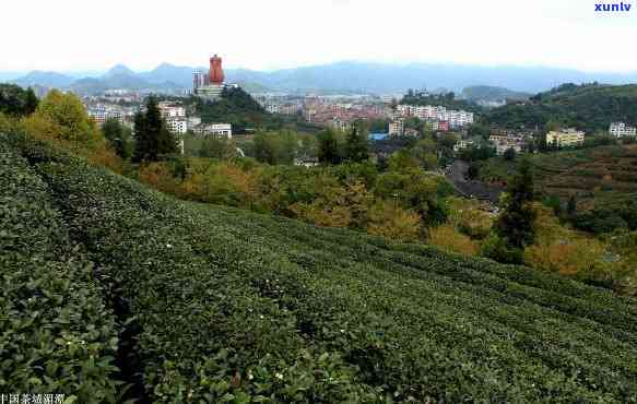 湄潭县茶叶场地址及联系方式