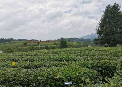 湄潭县茶叶场有哪些，探索湄潭县茶叶场，一网打尽各类名优茶品！